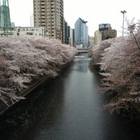 お勧めの目黒川お花見ポイント
