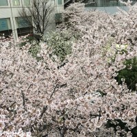 目黒川の桜は今が見頃！