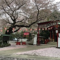 今年の桜も終わりですね